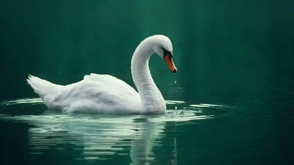 547+ Cool And Cute Swan Names 