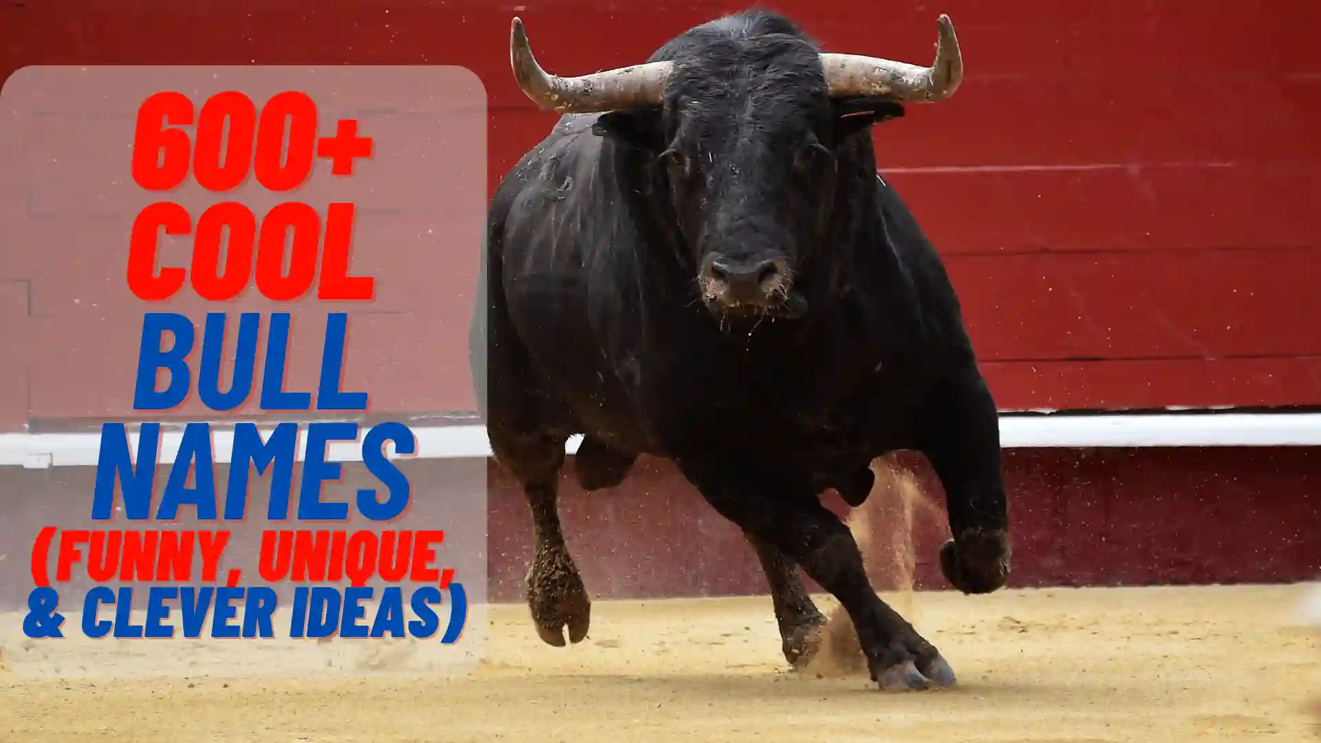 600+ Cool Bull Names (Funny, Unique, & Clever Ideas)