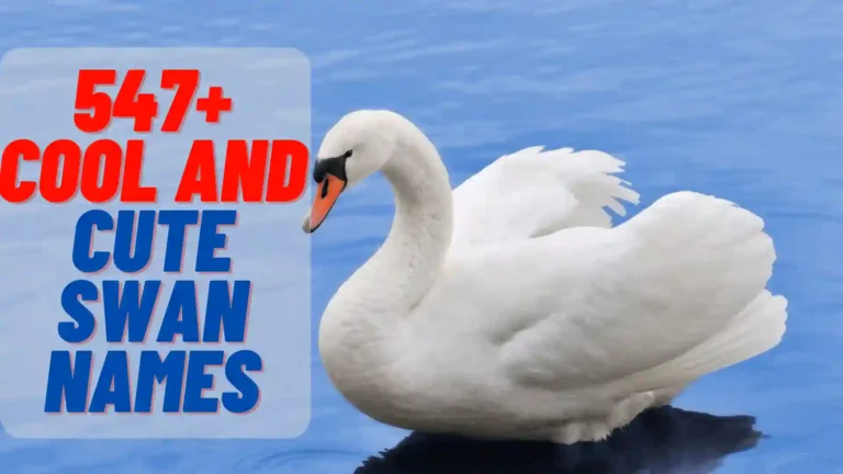 547+ Cool And Cute Swan Names