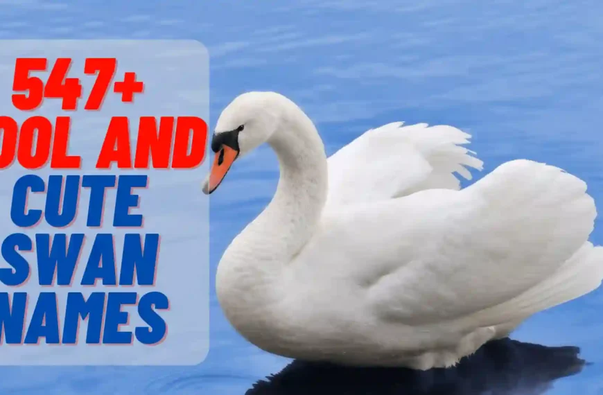 547+ Cool And Cute Swan Names