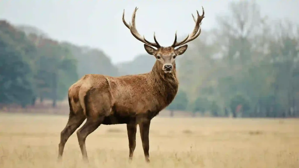 450+ Funny And Cool Deer Names