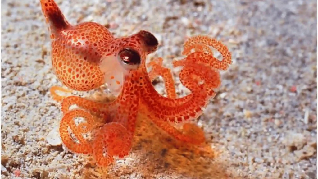 450+ Cool And Funny Octopus Names