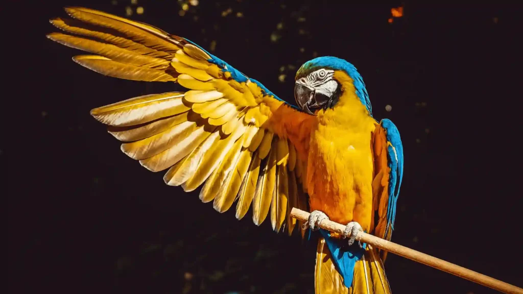 500+ Best Parrot Names