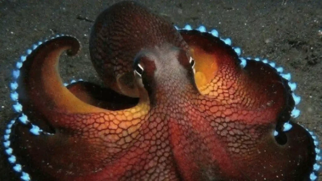 450+ Cool And Funny Octopus Names