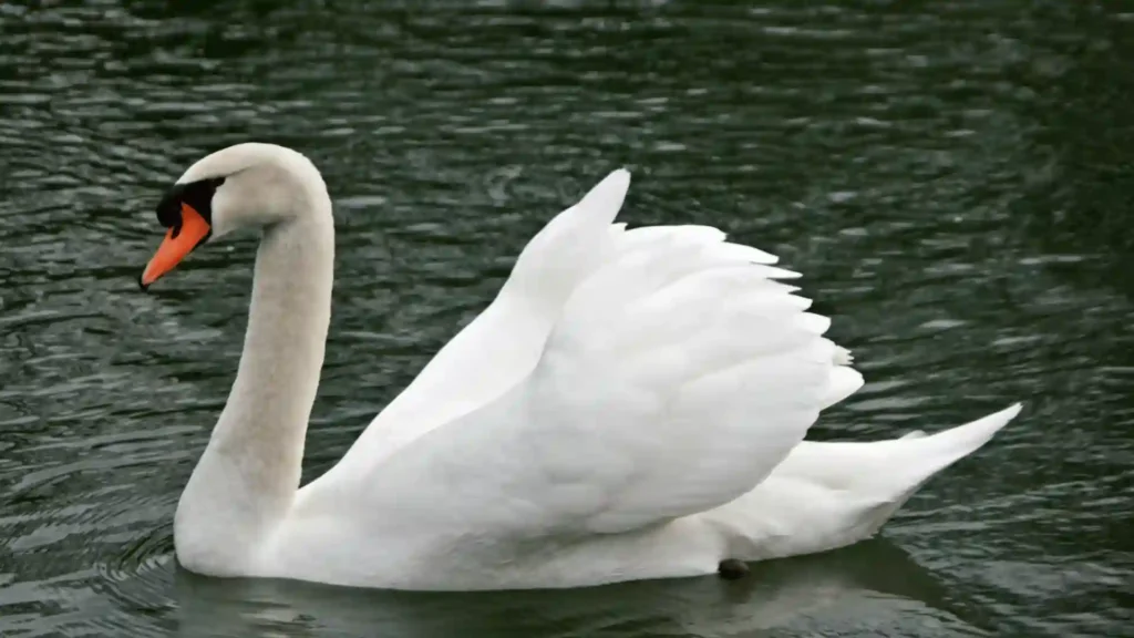 547+ Cool And Cute Swan Names 