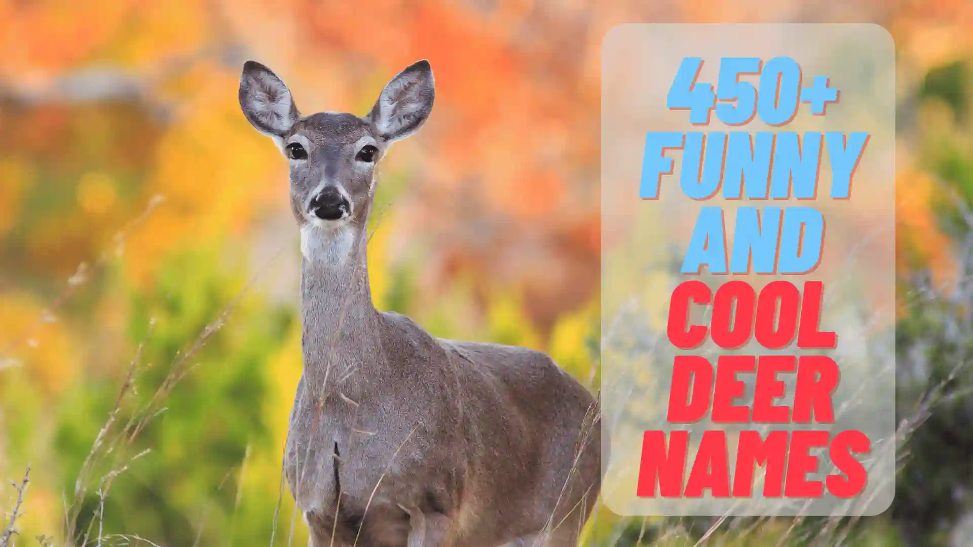 450 Funny And Cool Deer Names 2024
