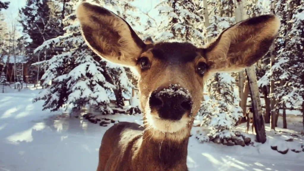 450+ Funny And Cool Deer Names