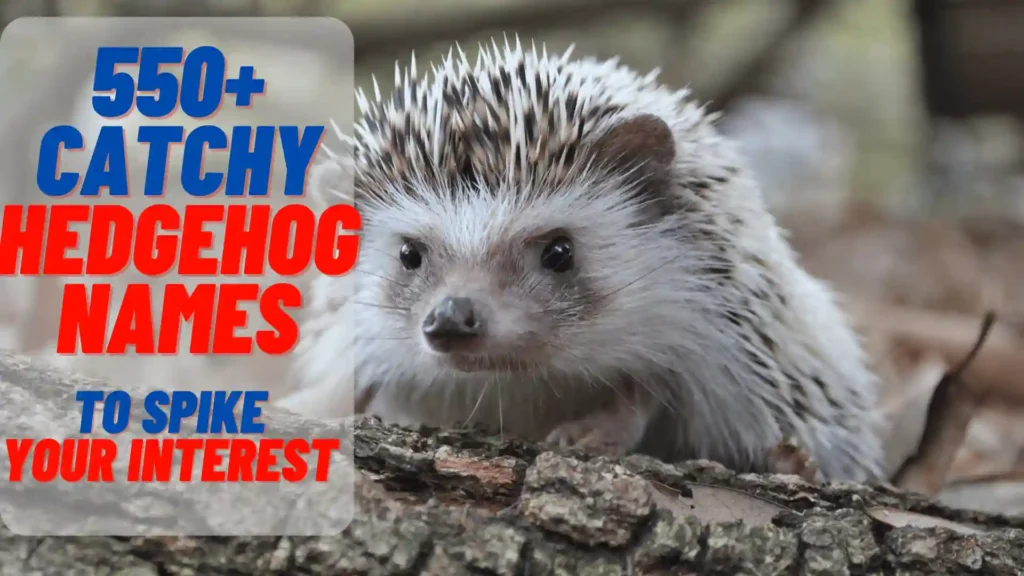 550+ Catchy Hedgehog Names