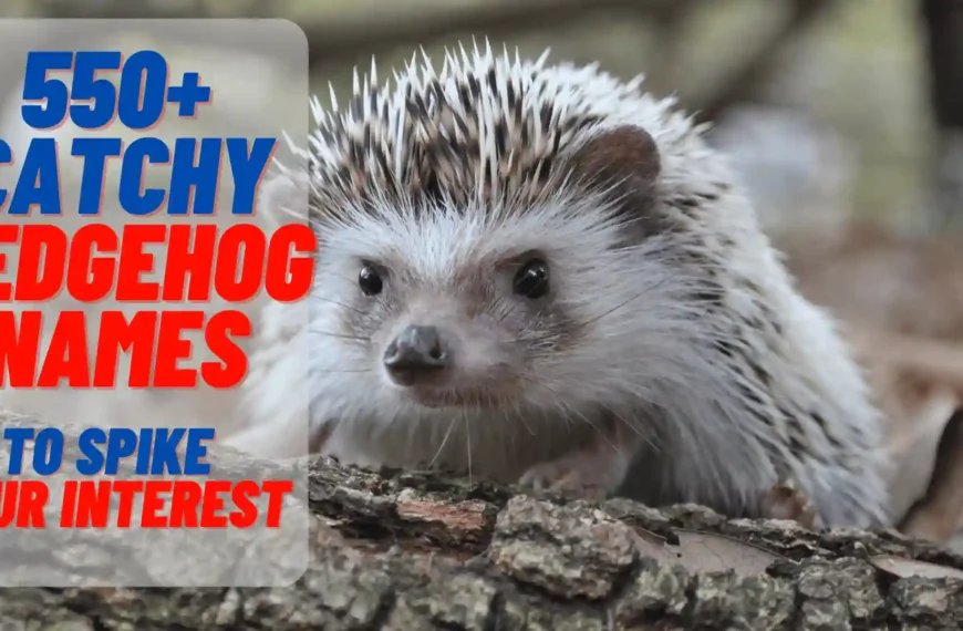 550+ Catchy Hedgehog Names