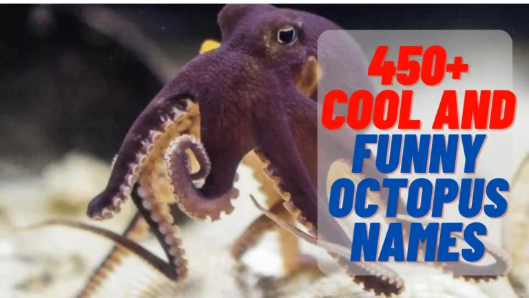450+ Cool And Funny Octopus Names