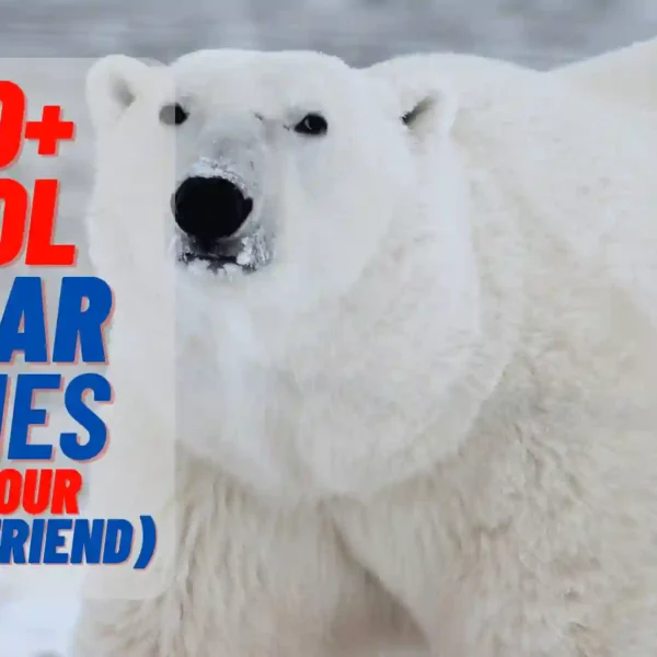 430+ Cool Polar Bear Names