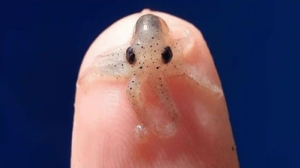 450+ Cool And Funny Octopus Names