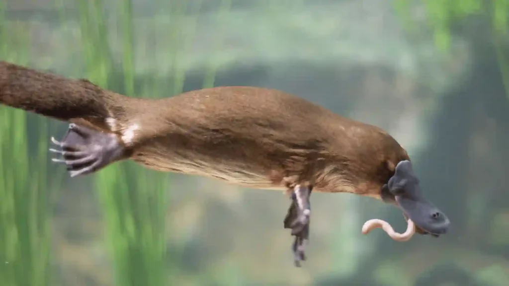 330+ Cool, Cute, And Funny Platypus names