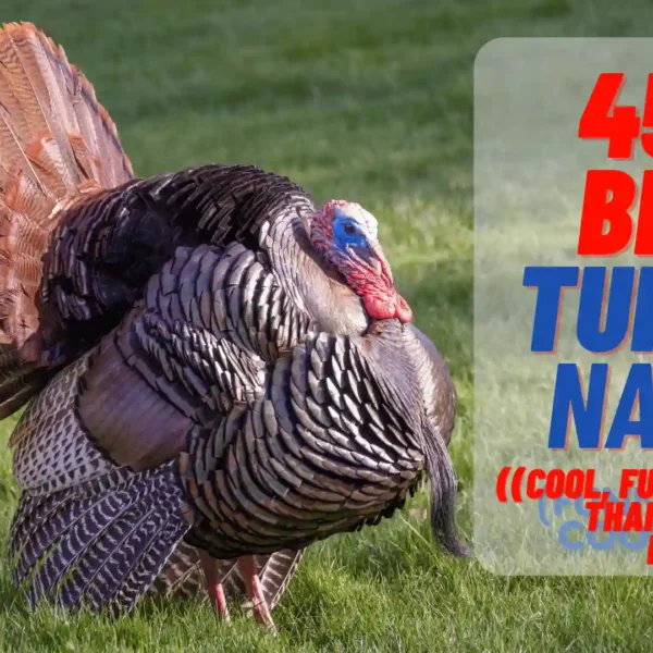 450+ Best Turkey Names