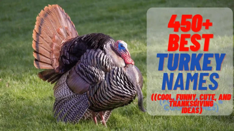 450+ Best Turkey Names