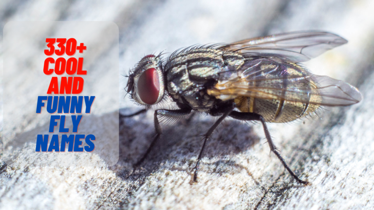 330+ Cool And Funny Fly Names For Your Annoying Friend