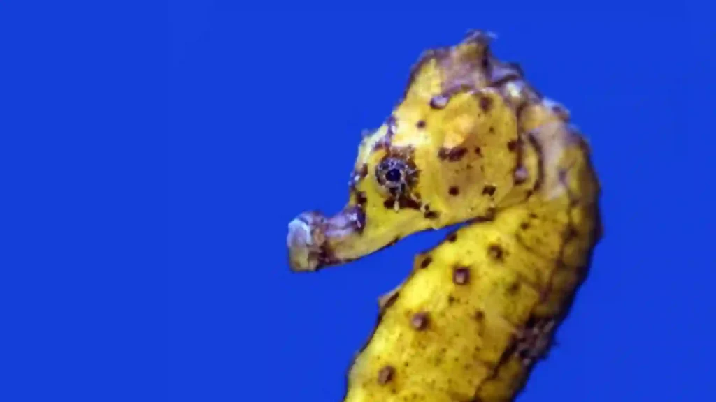 330+ Cool And Funny Seahorse Names