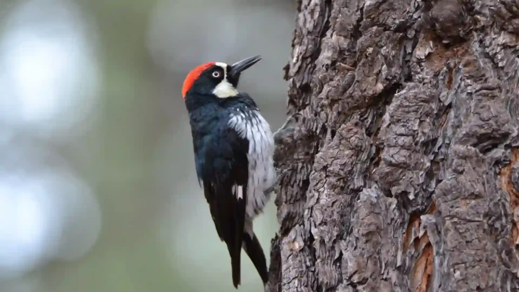 330+ Cool And Funny Woodpecker Names 