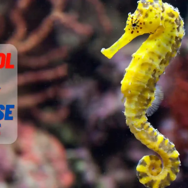 330+ Cool And Funny Seahorse Names