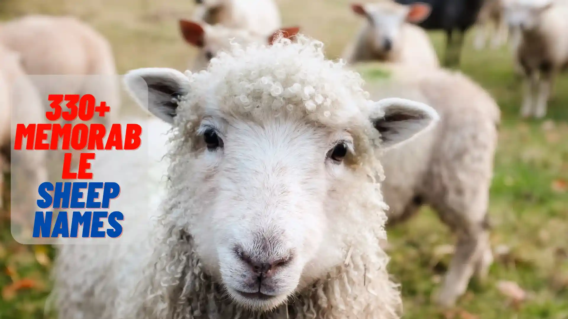 330+ Memorable Sheep Names (Cute, Cool, & Funny)