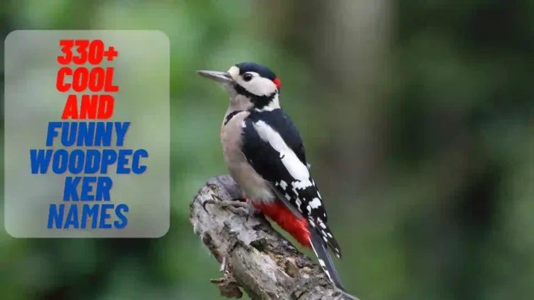 330+ Cool And Funny Woodpecker Names