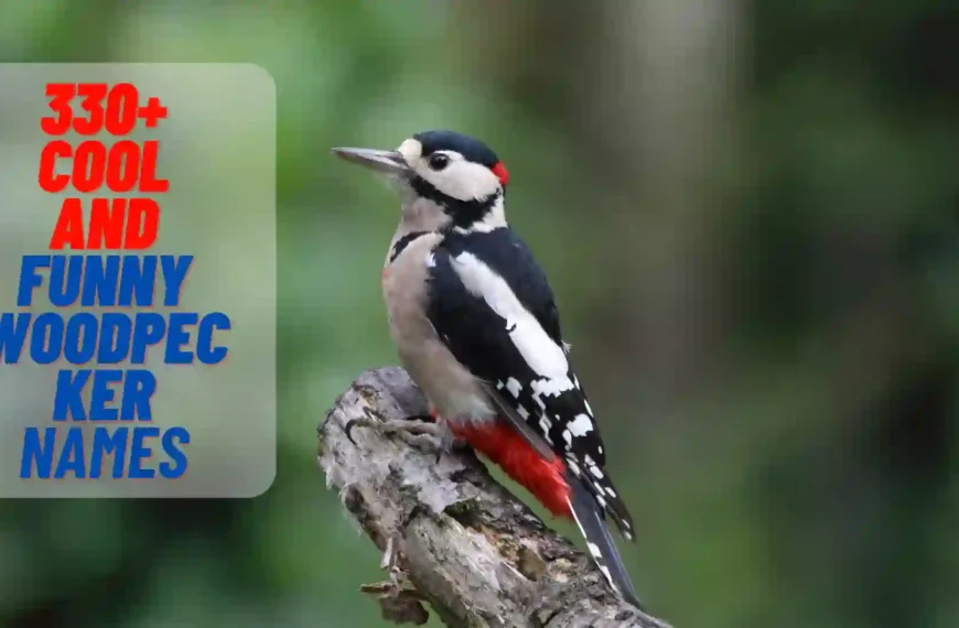 330+ Cool And Funny Woodpecker Names