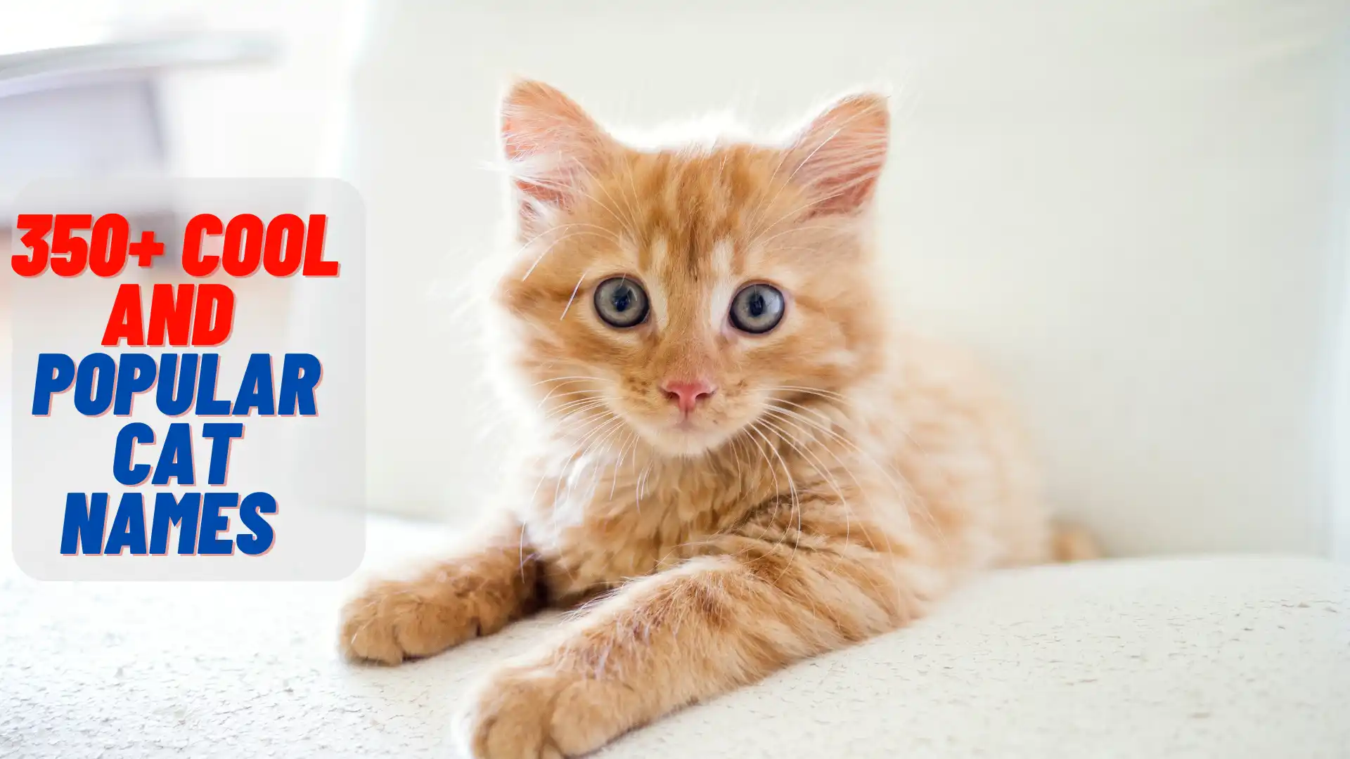 350+ Cool And Popular Cat Names for Your Loving Kitty