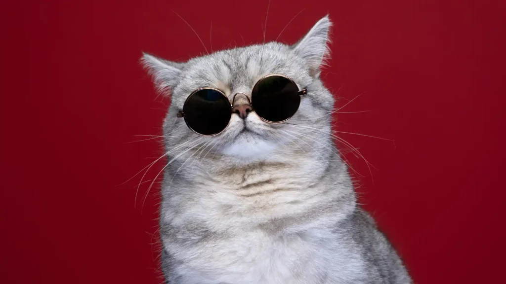 350+ Cool And Popular Cat Names for Your Loving Kitty