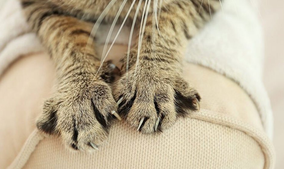 Home-Remedies-to-Stop-Cats-from-Scratching-Furniture-1