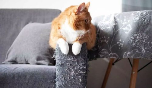 Home-Remedies-to-Stop-Cats-from-Scratching-Furniture