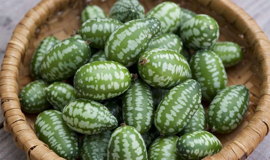 How-to-Grow-and-Care-for-Cucamelon-Seeds-in-Your-Garden