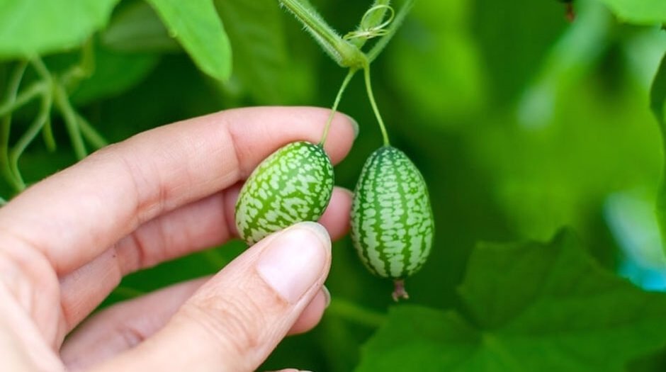 How-to-Grow-and-Care-for-Cucamelon-Seeds-in-Your-Garden