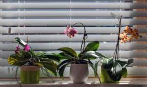 Discover-the-Rising-Popularity-of-Motorized-Shades-in-Modern-Home-Design