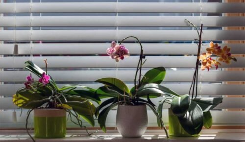 Discover-the-Rising-Popularity-of-Motorized-Shades-in-Modern-Home-Design